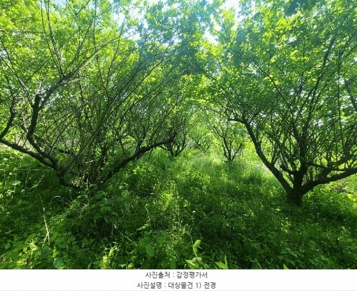 경매 이미지