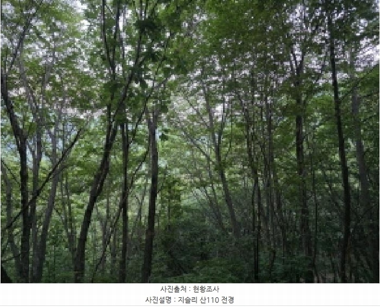 2025타경8369 경상북도 청도군 각북면 지슬리 산110 임야 경매 이미지