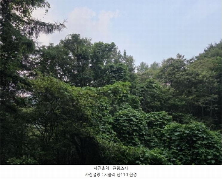 2025타경8369 경상북도 청도군 각북면 지슬리 산110 임야 경매 이미지