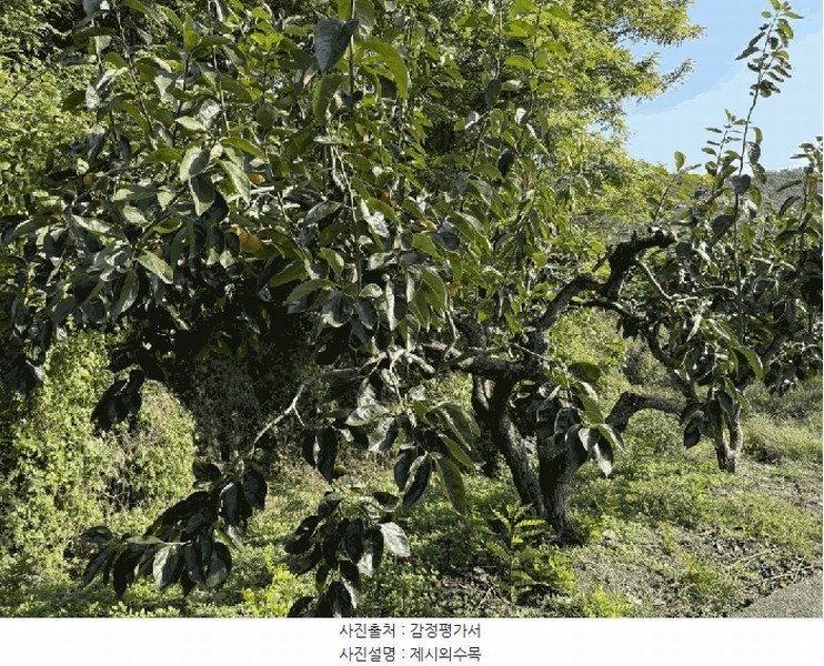 2025타경12317 경상남도 김해시 진영읍 신용리 426 과수원 경매 이미지