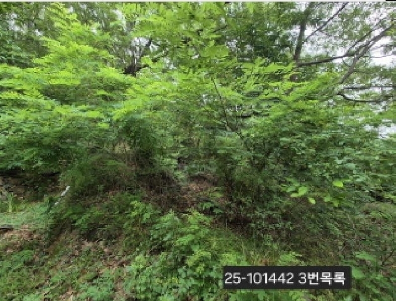 2025타경101442 부산광역시 강서구 동선동 산11 임야 경매 이미지