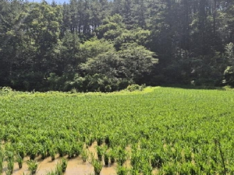 2025타경11930 울산광역시 울주군 온양읍 운화리 285-4 농지 경매 이미지