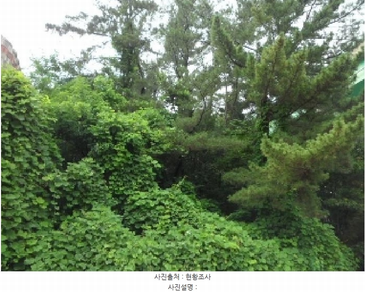 2025타경31505 경상북도 고령군 성산면 삼대리 산51 임야 경매 이미지