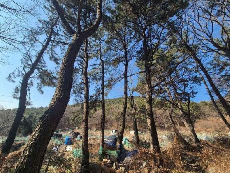 2025타경102114 부산광역시 북구 만덕동 산5 임야 경매 이미지