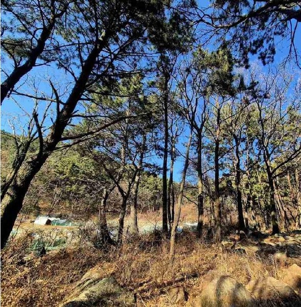 2025타경102114 부산광역시 북구 만덕동 산5 임야 경매 이미지