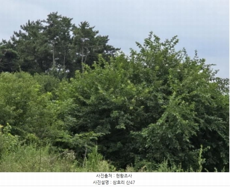 2025타경972 경상북도 영천시 금호읍 삼호리 29 임야 경매 이미지