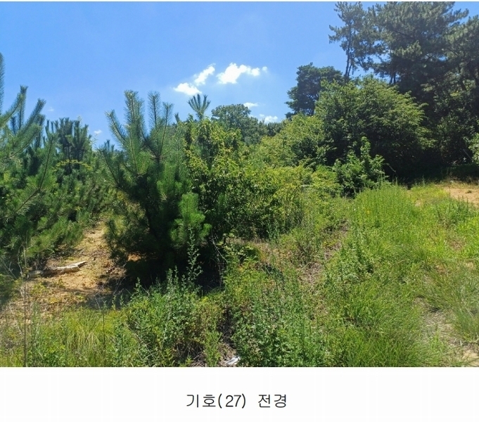 2025타경972 경상북도 영천시 금호읍 삼호리 29 임야 경매 이미지