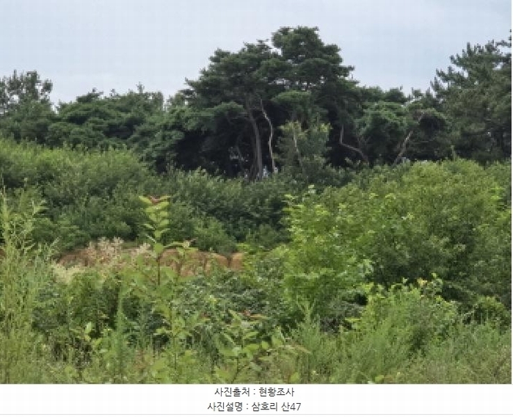 2025타경972 경상북도 영천시 금호읍 삼호리 29 임야 경매 이미지