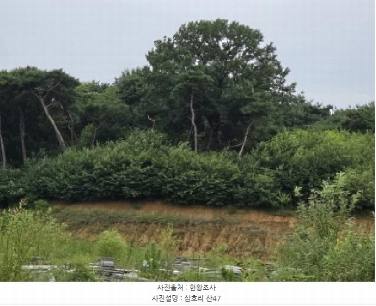 2025타경972 경상북도 영천시 금호읍 삼호리 29 임야 경매 이미지