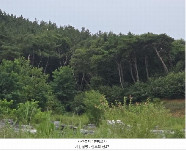 2025타경972 경상북도 영천시 금호읍 삼호리 29 임야 경매 이미지