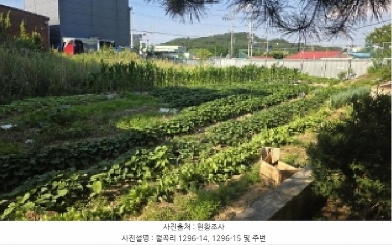 2025타경11149 경상북도 김천시 농소면 월곡리 1296-14 농지 경매 이미지
