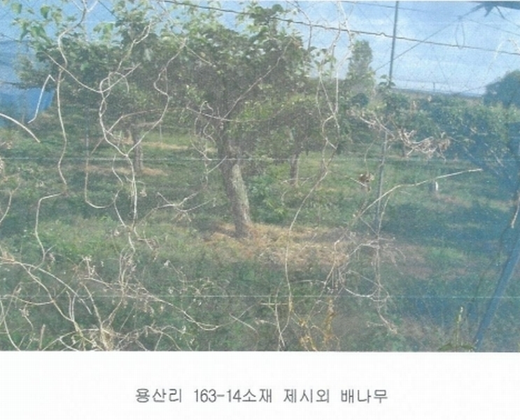 2025타경425 충청남도 논산시 은진면 용산리 163-6 농지 경매 이미지
