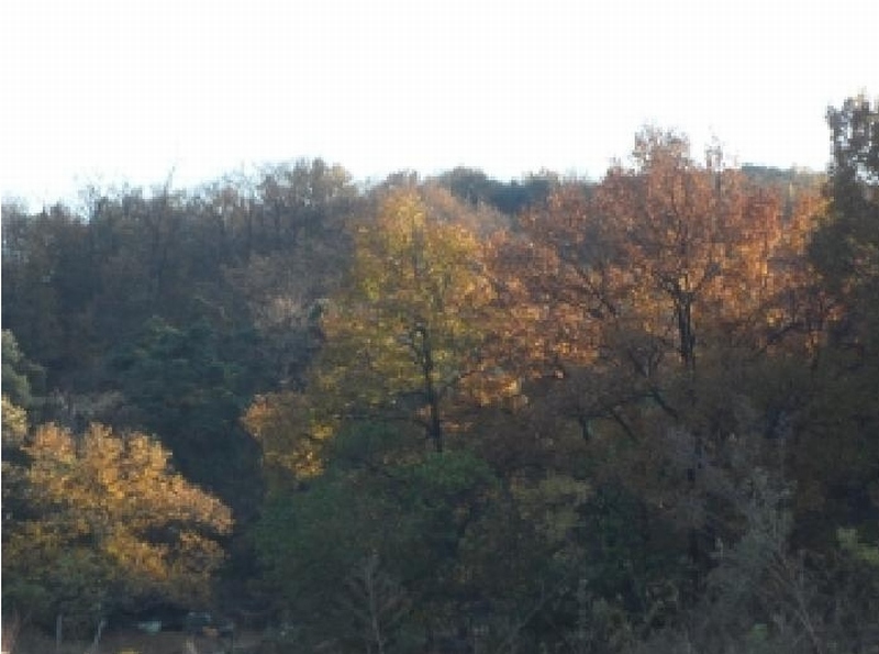 2025타경3712 경상북도 고령군 다산면 송곡리 산89-1 임야 경매 이미지