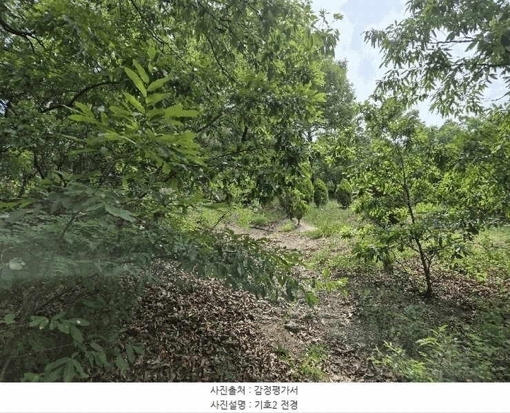 2025타경8058 경상북도 영천시 완산동 산23 임야 경매 이미지