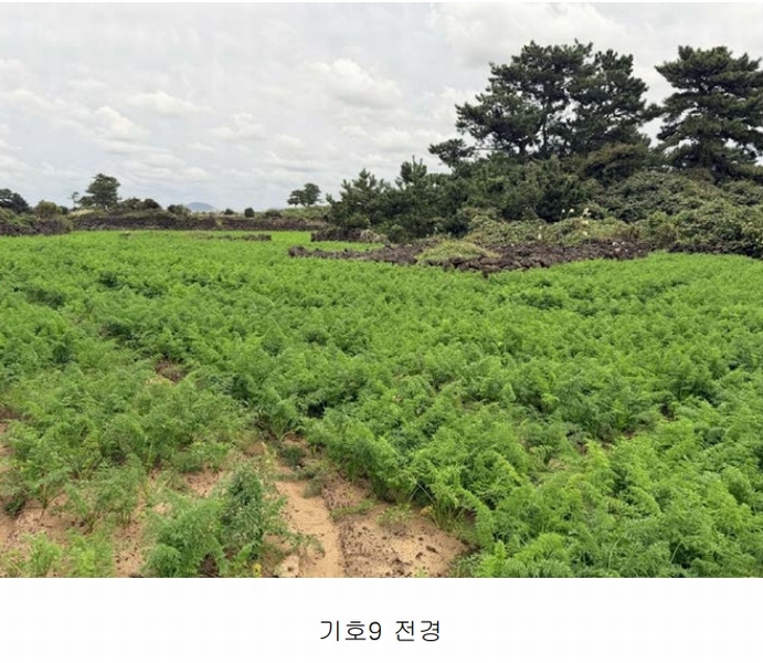 2025타경1789 제주특별자치도 제주시 구좌읍 한동리 1739 임야 경매 이미지