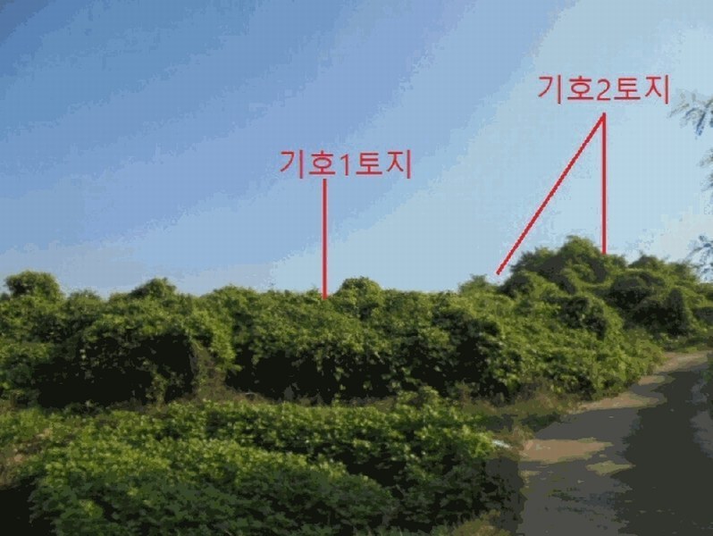 2025타경30655 충청북도 음성군 대소면 대풍리 산33-7 임야 경매 이미지