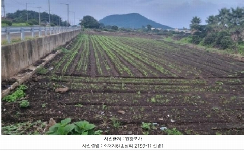2025타경1597 제주특별자치도 제주시 구좌읍 종달리 2199-1 농지 경매 이미지