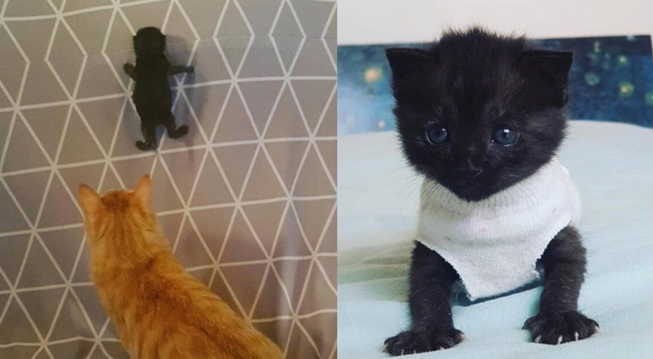 고양이 확대하는 과정.cat