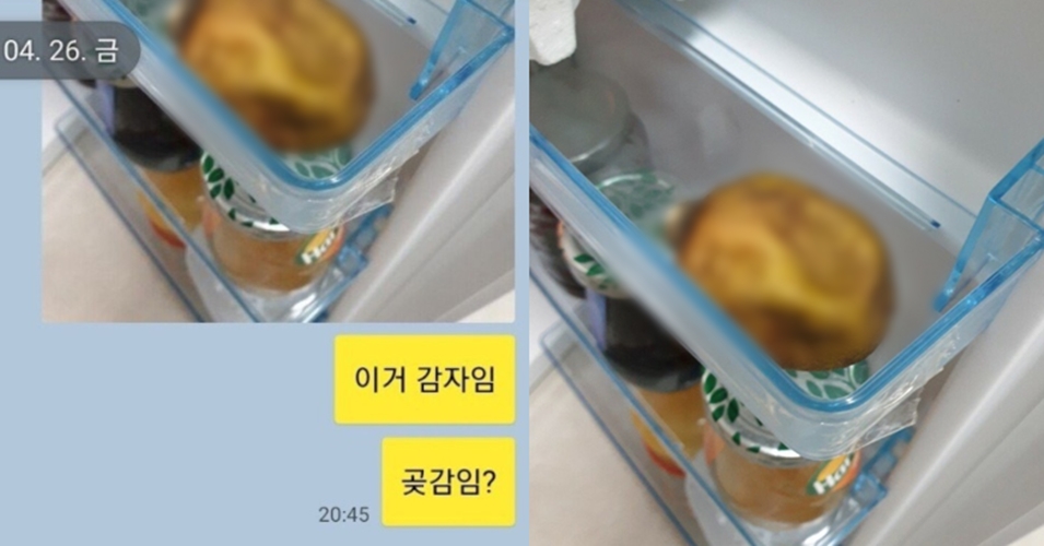 큰누나 자취방 냉장고에서 발견된 과일
