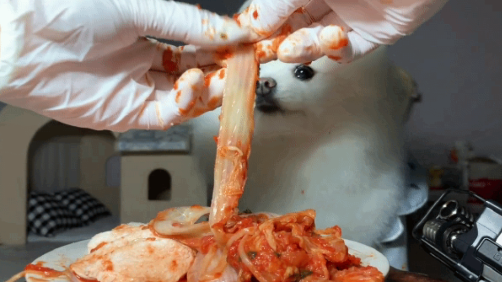 김치 수육에 떡볶이 튀김까지 먹는 댕댕이
