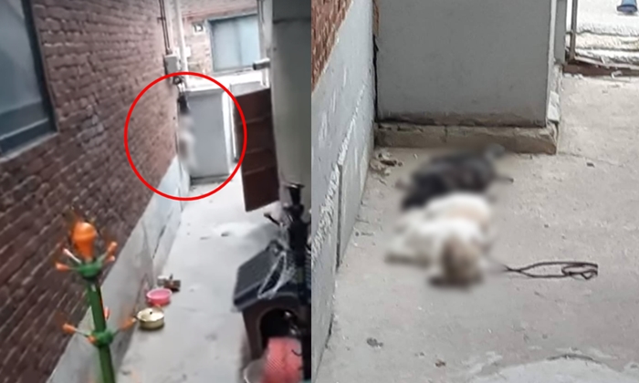 반려견 2마리를 도시가스 배관에 목 매달아 죽인 60대 여성