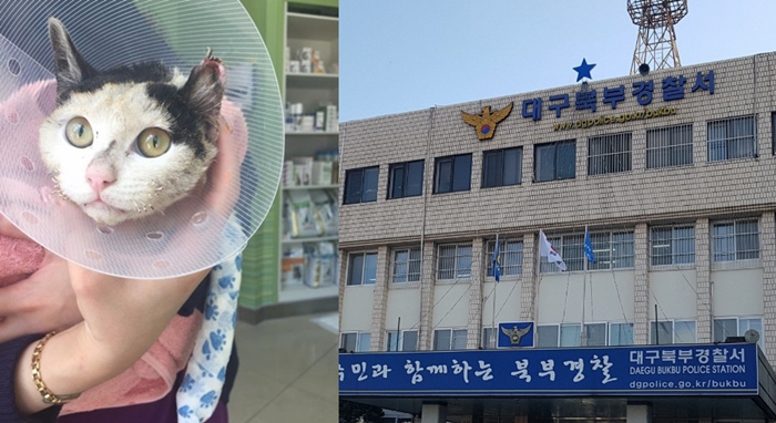대구서 '수염이 불에 탄' 길고양이 발견돼... "앞 발 괴사 상태"