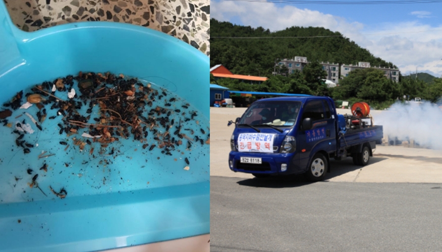 "살충제로도 안 죽는다"...경북 동해안에 '사람 무는 벌레' 대거 출현