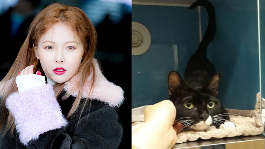 현아, 뺑.소니 당한 '길냥이' 구조해 입양자까지 찾아준 사연