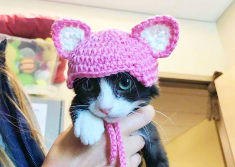 '귀 없는 고양이'에게 온 특별한 선물